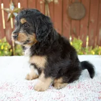 Noelle, a female Miniature Bernedoodle for sale in Millersburg, OH – 7 of 8