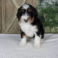Tina, a female Miniature Bernedoodle for sale in Millersburg, OH – 2 of 4
