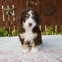 Nicole, a female Miniature Bernedoodle for sale in Millersburg, OH – 1 of 7