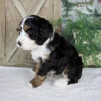 Tyler, a male Miniature Bernedoodle for sale in Millersburg, OH – 4 of 6