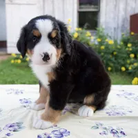 Suzy, a female Bernese Mountain Dog for sale in Millersburg, OH – 3 of 5