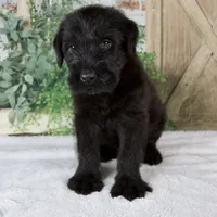 Kenny, a male Giant Schnauzer for sale in Millersburg, OH – 6 of 8