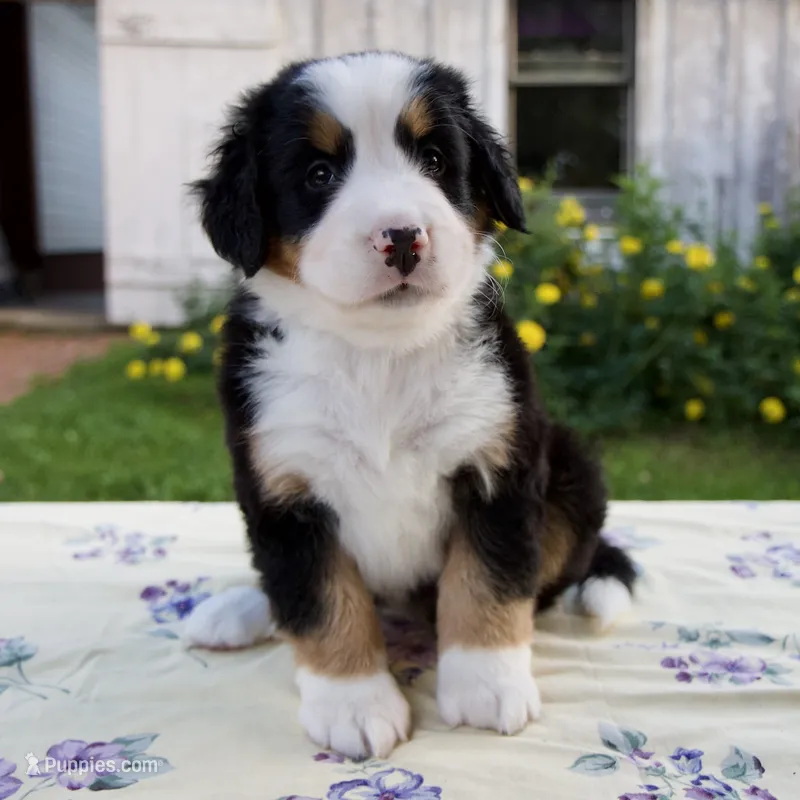 Sara Beth – Bernese Mountain Dog puppy for sale in Millersburg, OH