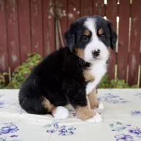 Sadie, a female Bernese Mountain Dog for sale in Millersburg, OH – 2 of 7