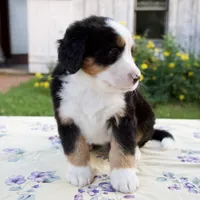 Sara Beth, a female Bernese Mountain Dog for sale in Millersburg, OH – 4 of 6