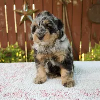 Nicki, a male Miniature Bernedoodle for sale in Millersburg, OH – 7 of 9
