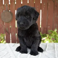 Tiffany, a female Giant Schnauzer for sale in Millersburg, OH – 7 of 10