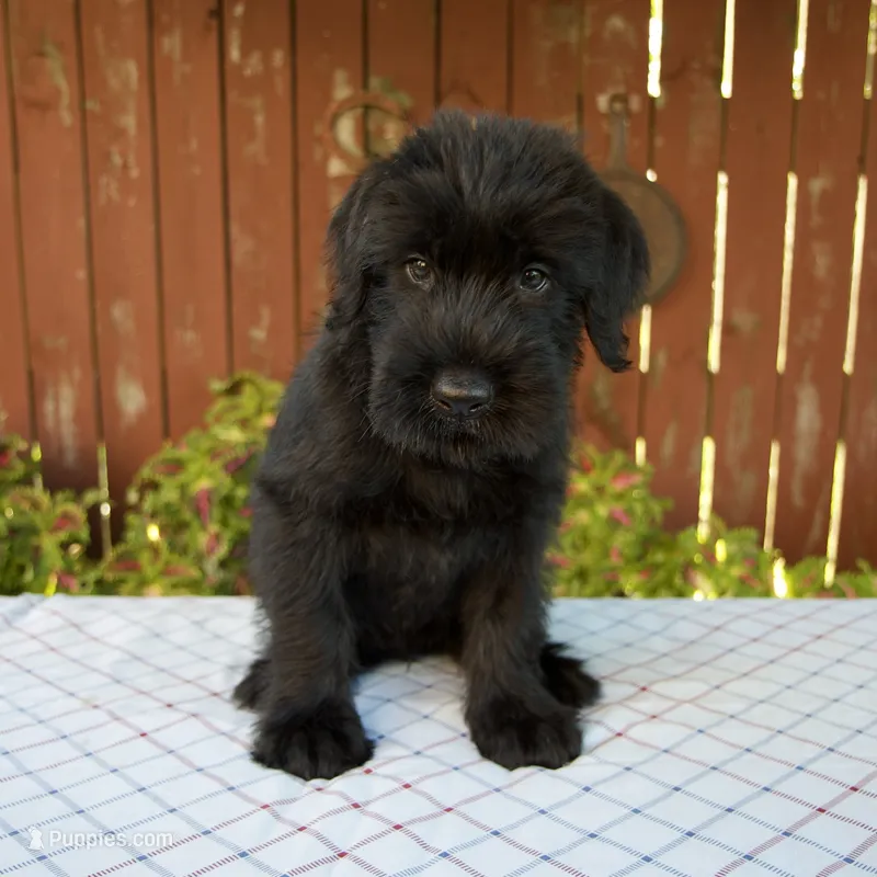 Orus – Giant Schnauzer puppy for sale in Millersburg, OH