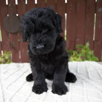 Tucker, a male Giant Schnauzer for sale in Millersburg, OH – 5 of 10