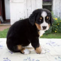 Samantha, a female Bernese Mountain Dog for sale in Millersburg, OH – 2 of 7