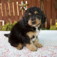 Noelle, a female Miniature Bernedoodle for sale in Millersburg, OH – 3 of 8