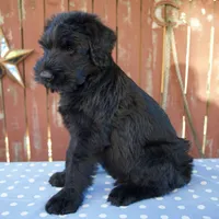 Austin, a male Giant Schnauzer for sale in Millersburg, OH – 5 of 5