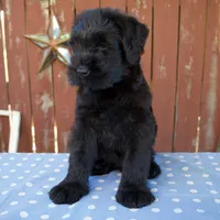 Alex, a male Giant Schnauzer for sale in Millersburg, OH – 4 of 5