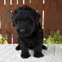 Teresa, a female Giant Schnauzer for sale in Millersburg, OH – 7 of 10