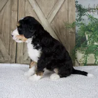 Travis, a male Miniature Bernedoodle for sale in Millersburg, OH – 5 of 5