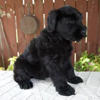 Travis, a male Giant Schnauzer for sale in Millersburg, OH – 3 of 10