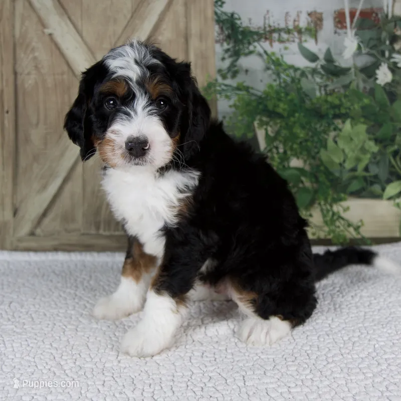 Timmy – Miniature Bernedoodle puppy for sale in Millersburg, OH