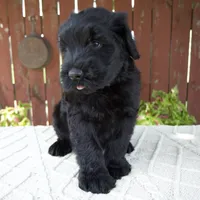 Travis, a male Giant Schnauzer for sale in Millersburg, OH – 7 of 10