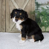 Esme, a female Bernese Mountain Dog for sale in Millersburg, OH – 2 of 8