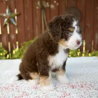 Nicole, a female Miniature Bernedoodle for sale in Millersburg, OH – 6 of 7