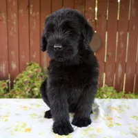 Rhonda, a female Giant Schnauzer for sale in Millersburg, OH – 4 of 5