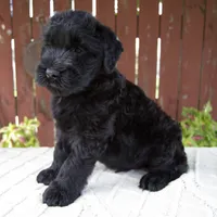 Theodore, a male Giant Schnauzer for sale in Millersburg, OH – 5 of 8