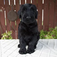 Tyler, a male Giant Schnauzer for sale in Millersburg, OH – 1 of 9