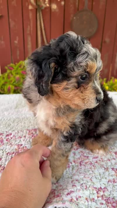 Nate, a male Miniature Bernedoodle for sale in Millersburg, OH – 8 of 8
