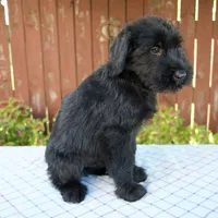 Orus, a male Giant Schnauzer for sale in Millersburg, OH – 6 of 6