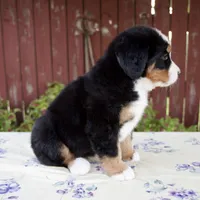Sadie, a female Bernese Mountain Dog for sale in Millersburg, OH – 5 of 7
