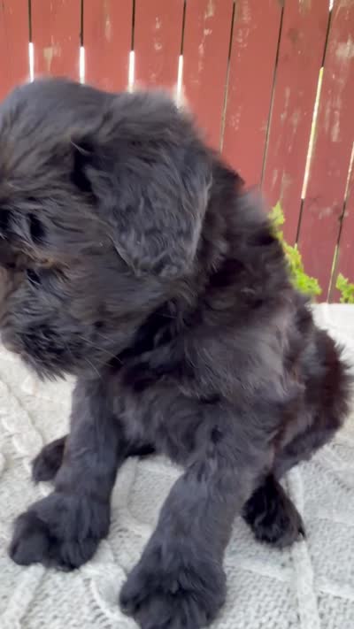 Tiffany, a female Giant Schnauzer for sale in Millersburg, OH – 10 of 10