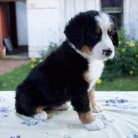 Sandra, a female Bernese Mountain Dog for sale in Millersburg, OH – 6 of 6