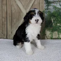 Treva, a female Miniature Bernedoodle for sale in Millersburg, OH – 6 of 6