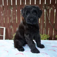 Lorraine, a female Giant Schnauzer for sale in Millersburg, OH – 2 of 8