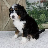 Timmy, a male Miniature Bernedoodle for sale in Millersburg, OH – 2 of 5
