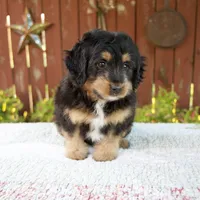 Noelle, a female Miniature Bernedoodle for sale in Millersburg, OH – 6 of 8