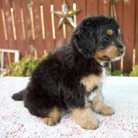 Noelle, a female Miniature Bernedoodle for sale in Millersburg, OH – 4 of 8