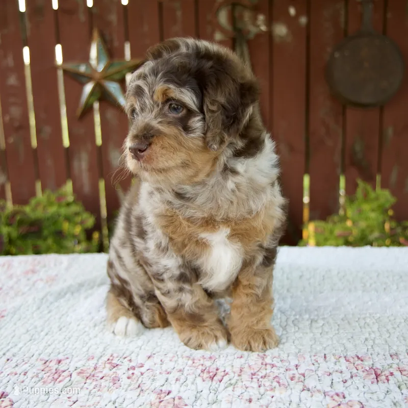 Neil – Miniature Bernedoodle puppy for sale in Millersburg, OH