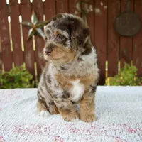Neil, a male Miniature Bernedoodle for sale in Millersburg, OH – 1 of 7