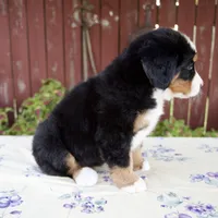 Sadie, a female Bernese Mountain Dog for sale in Millersburg, OH – 7 of 7