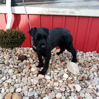 Kendrick, a male Giant Schnauzer for sale in Millersburg, OH – 6 of 7