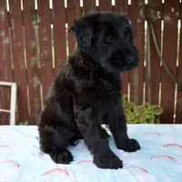 Lorraine, a female Giant Schnauzer for sale in Millersburg, OH – 4 of 8