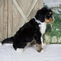 Tobias, a male Miniature Bernedoodle for sale in Millersburg, OH – 4 of 5