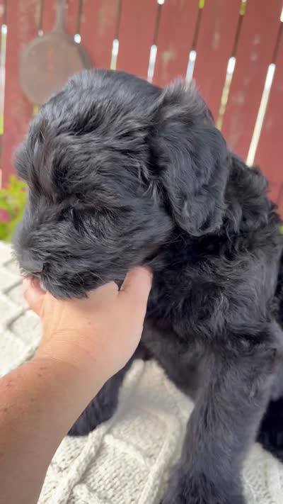 Tucker, a male Giant Schnauzer for sale in Millersburg, OH – 10 of 10