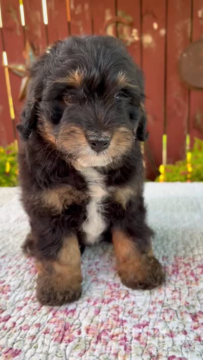 Nehemiah, a male Miniature Bernedoodle for sale in Millersburg, OH – 8 of 8