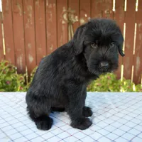 Orus, a male Giant Schnauzer for sale in Millersburg, OH – 3 of 6