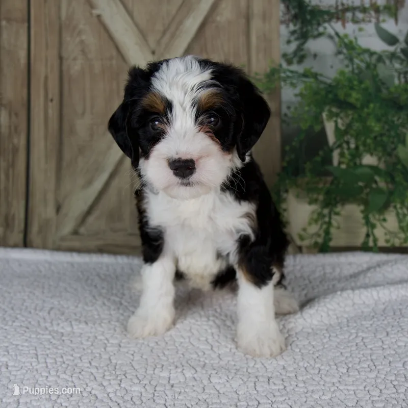 Tiffany – Miniature Bernedoodle puppy for sale in Millersburg, OH