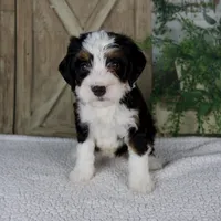Tiffany, a female Miniature Bernedoodle for sale in Millersburg, OH – 1 of 5