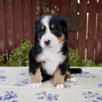 Sadie, a female Bernese Mountain Dog for sale in Millersburg, OH – 6 of 7