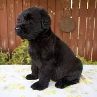Renae, a female Giant Schnauzer for sale in Millersburg, OH – 2 of 7